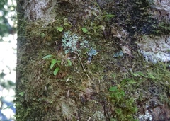 Utricularia jamesoniana
