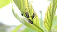 Periphyllus testudinaceus