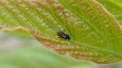 Periphyllus testudinaceus