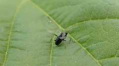 Periphyllus testudinaceus