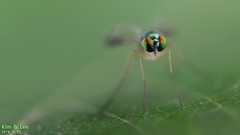 Condylostylus nebulosus