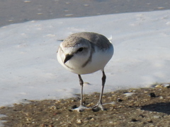 Charadrius pallidus pallidus