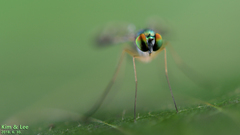 Condylostylus nebulosus