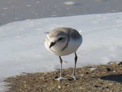 Charadrius pallidus pallidus