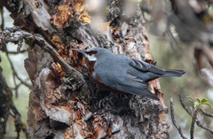 Conirostrum binghami