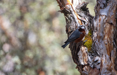 Conirostrum binghami