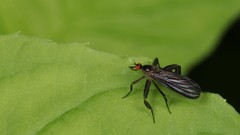 Rhamphomyia longicauda