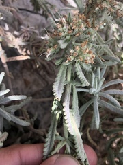 Teucrium lusitanicum