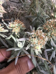 Teucrium lusitanicum