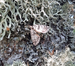 Hydriomena impluviata