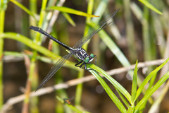 Stenogomphurus rogersi