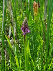 Dactylorhiza majalis baltica