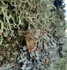 Hydriomena impluviata