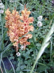 Orobanche haenseleri