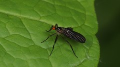 Rhamphomyia longicauda