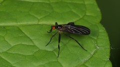 Rhamphomyia longicauda