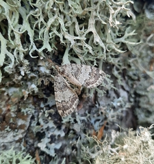 Hydriomena impluviata