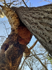 Fomitiporia punctata