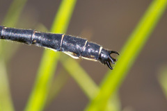 Stenogomphurus rogersi