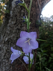 Campanula persicifolia