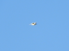 Chroicocephalus maculipennis