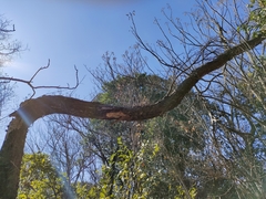 Fomitiporia punctata