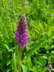 Dactylorhiza majalis baltica