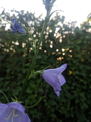 Campanula persicifolia