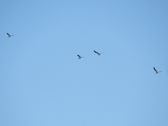 Chroicocephalus maculipennis