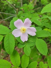 Rosa acicularis