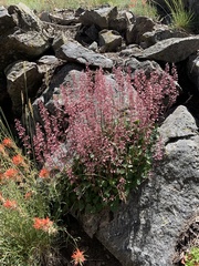 Heuchera parishii