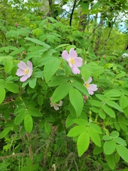 Rosa acicularis