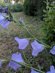 Campanula persicifolia