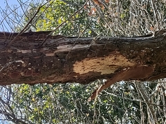 Fomitiporia punctata