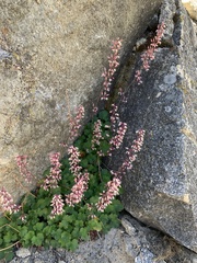 Heuchera parishii