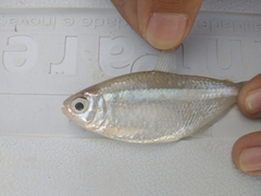 Giant Mini Tetra photo 4