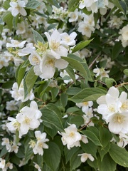 Philadelphus coronarius