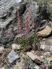 Heuchera parishii
