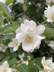 Philadelphus coronarius