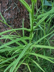 Campanula persicifolia