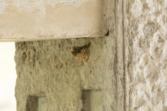 Ptyonoprogne rupestris