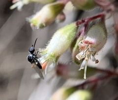 Heuchera parishii
