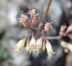 Heuchera parishii