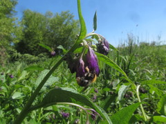 Puccinia symphyti-bromorum