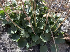 Heuchera parishii