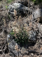 Heuchera parishii