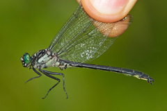 Stenogomphurus rogersi