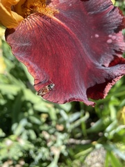 Prosternon bombycinum