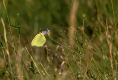 Gonepteryx cleopatra