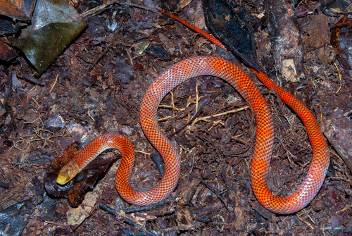 Beautiful Calico Snake